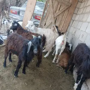 Бузичахо, Худжанд