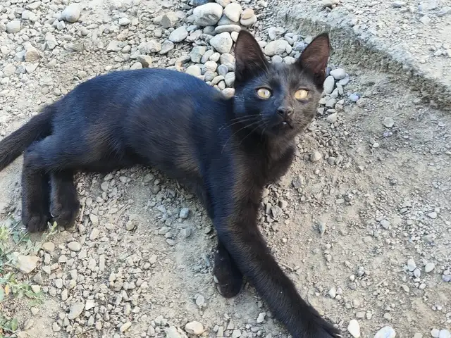 Кошка, Худжанд