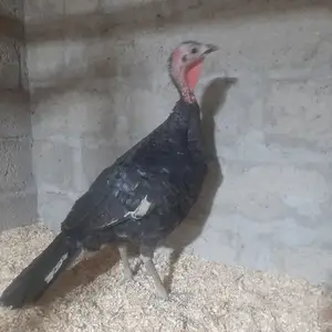 Индюк, Худжанд