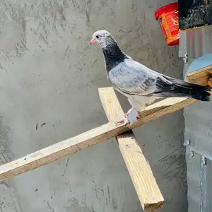 Кафтар, Душанбе