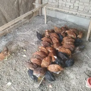 Мург, Худжанд