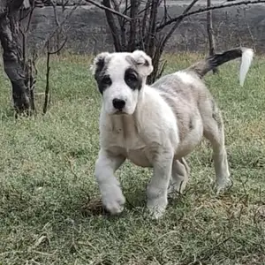 Собака алабай, Хуҷанд