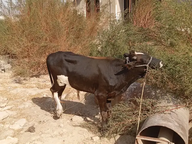 Бука, Душанбе