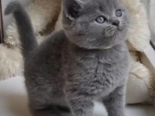 Шотландский котенок, Душанбе - 2