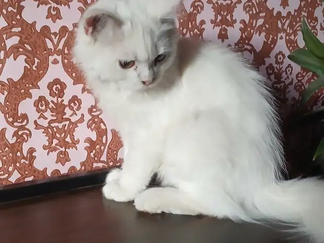 Шотландские котята, Душанбе