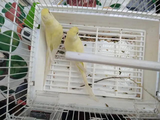 Попугай, Душанбе