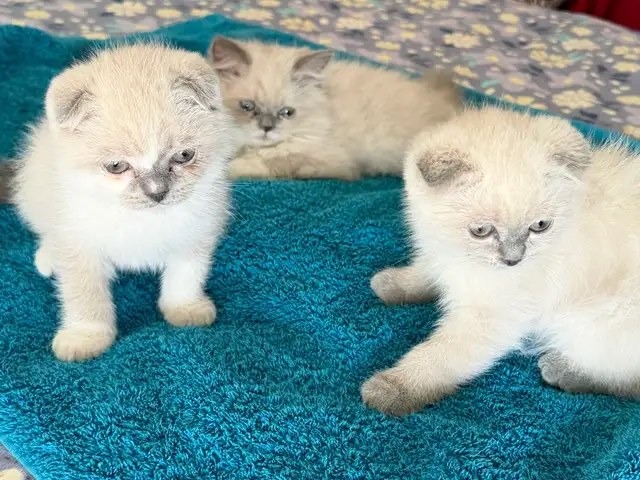 Шотландские вислоухие котята, Хуҷанд