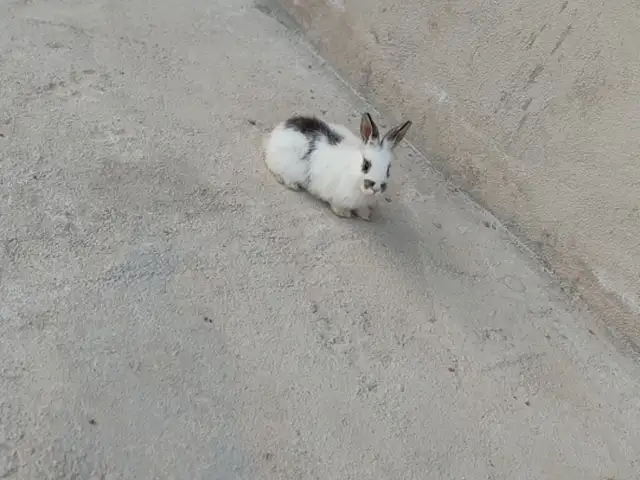 Харгушча, Душанбе