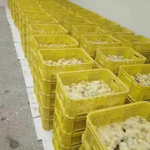 Чучаи гушти, Душанбе