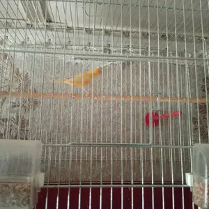 Канарейка, Канибадам