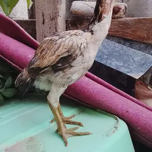 Дакан чуча, Истаравшан