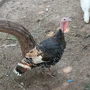 Индюк, Душанбе