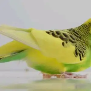 Попугай, Душанбе