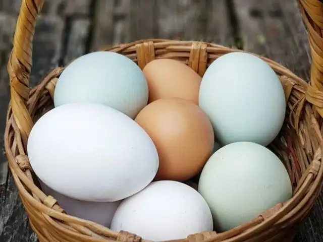 Яйцо для инкубация, Канибадам