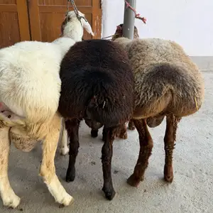 Кучкори фарбех, Рудаки