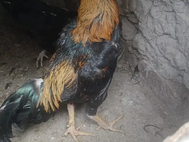 Хуруз, Хуҷанд