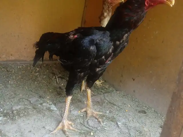 Дакан, Душанбе