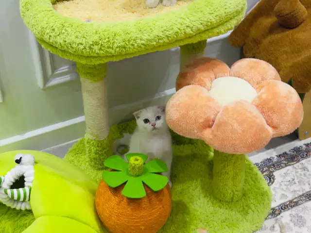 Шотландские котята, Душанбе - 2