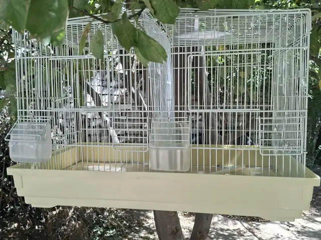 Клетка, Душанбе