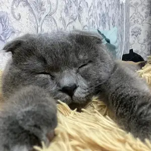 Кот на вязку, Худжанд