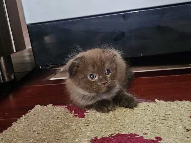 Шотландские котята, Душанбе - 3