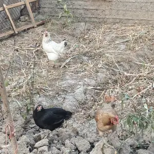Мург, Душанбе