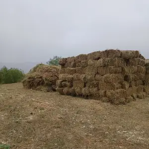 Пресс ва дарза, Рашт
