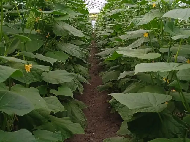 Парник, Турсунзаде