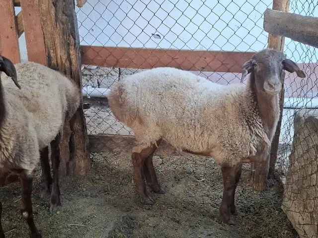 Солук барра, Хуҷанд