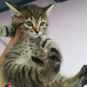 Полупородистый котенок, Душанбе