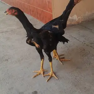Даканг, Худжанд
