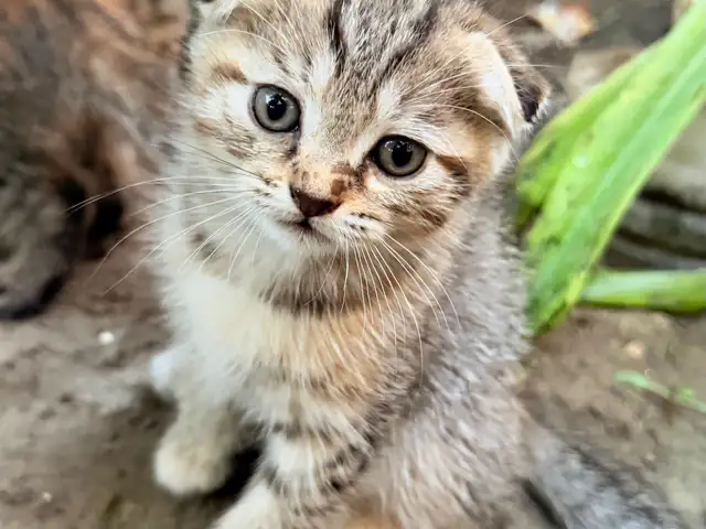 Шотландские вислоухие котята, Вахдат