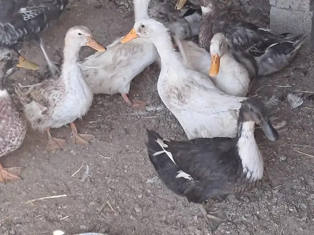 Пекинская утка, Худжанд