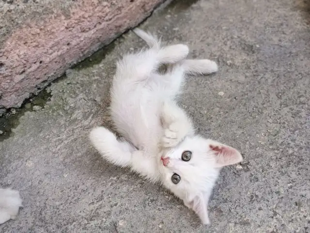 Котята турецкий ангора, Душанбе