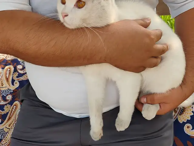 Шотланский кот, Ваҳдат