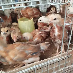 Чучаи ломан брама, Худжанд