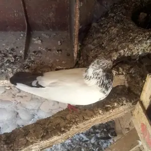 Кафтар, Бохтар (Курган-Тюбе)