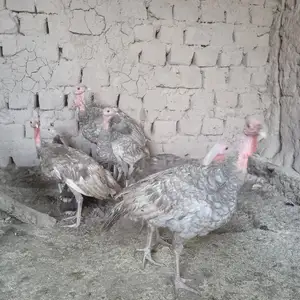 Чучаи индюк, Дусти (Джиликуль)