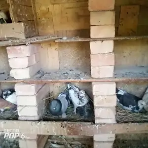Кафтар, Гиссар