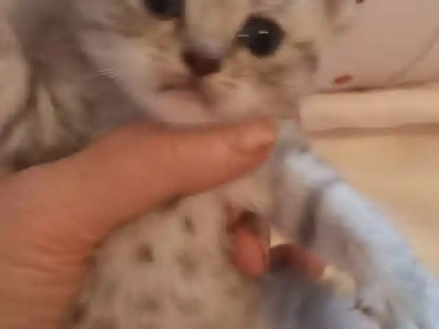 Британские котята, Душанбе