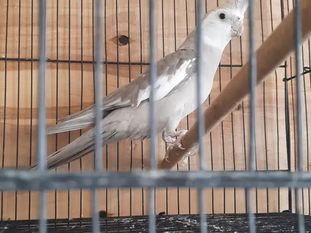 Попугай Корелла, Хуҷанд
