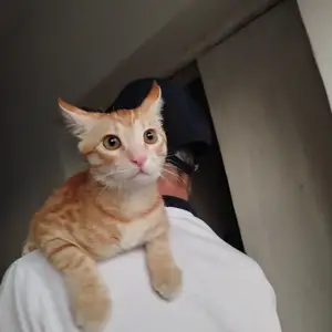 Котенок, Худжанд
