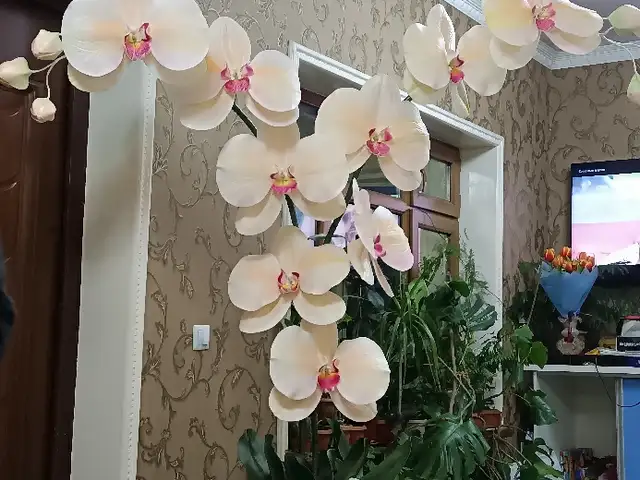Торшер, Душанбе