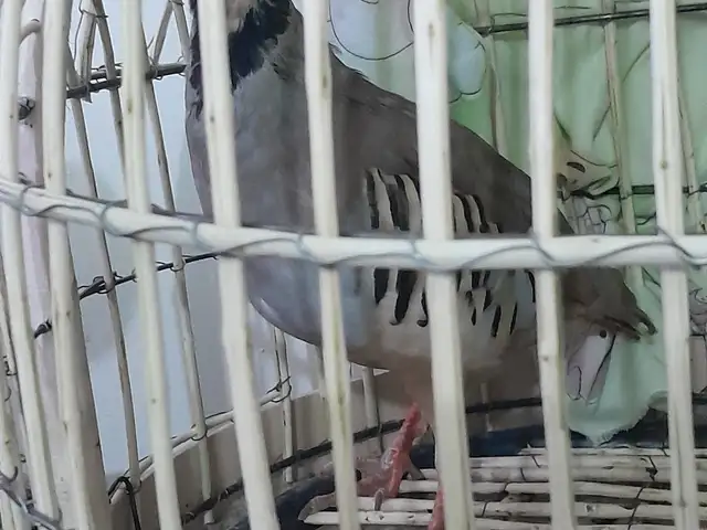 Кабк, Душанбе