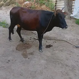 Гов, Хуросон