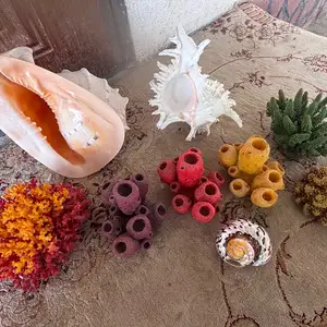 Натуральный ракушка и кораллы, Душанбе