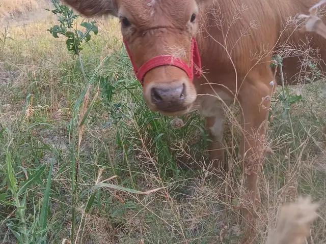 Гуночин, Бобоҷон Ғафуров
