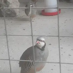 Кабк, Вахш