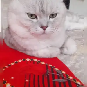 Кот британская шиншила на вязку, Душанбе