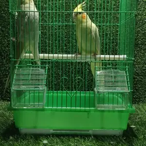 Попугай с клеткой, Душанбе